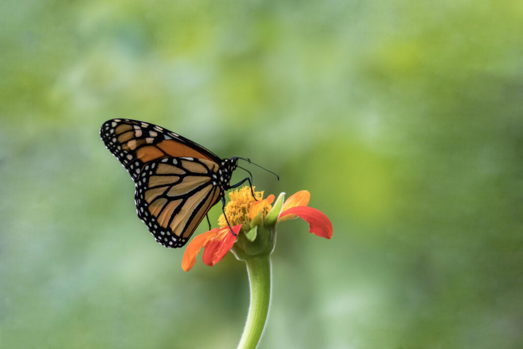 Butterfly Zoology Terms