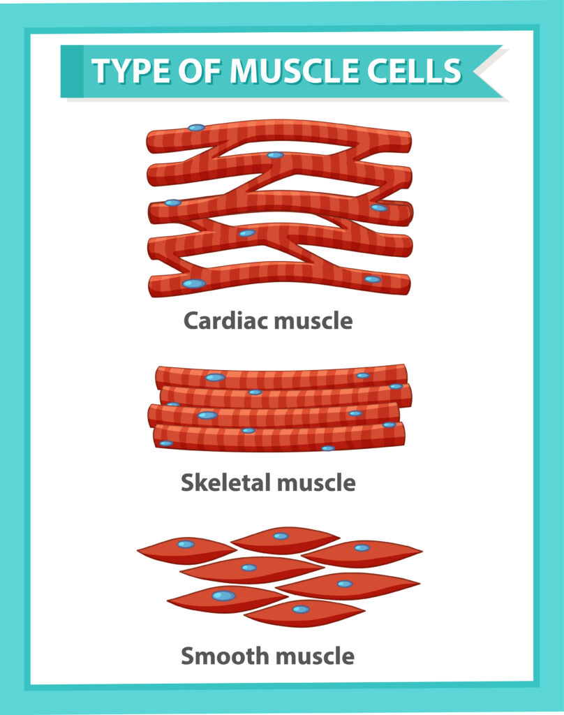 Muscle tissue types of muscle