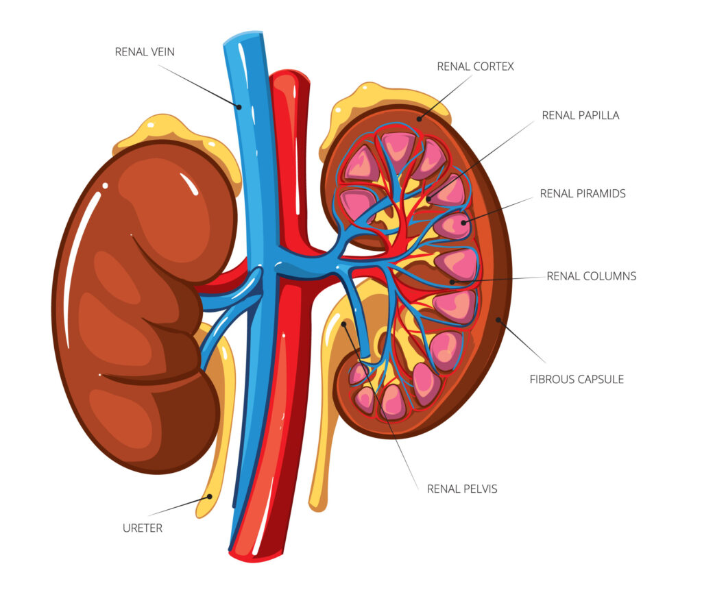 Kidney