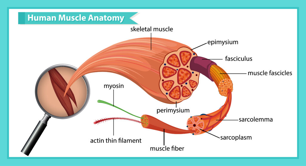 Muscle tissue structure of muscle