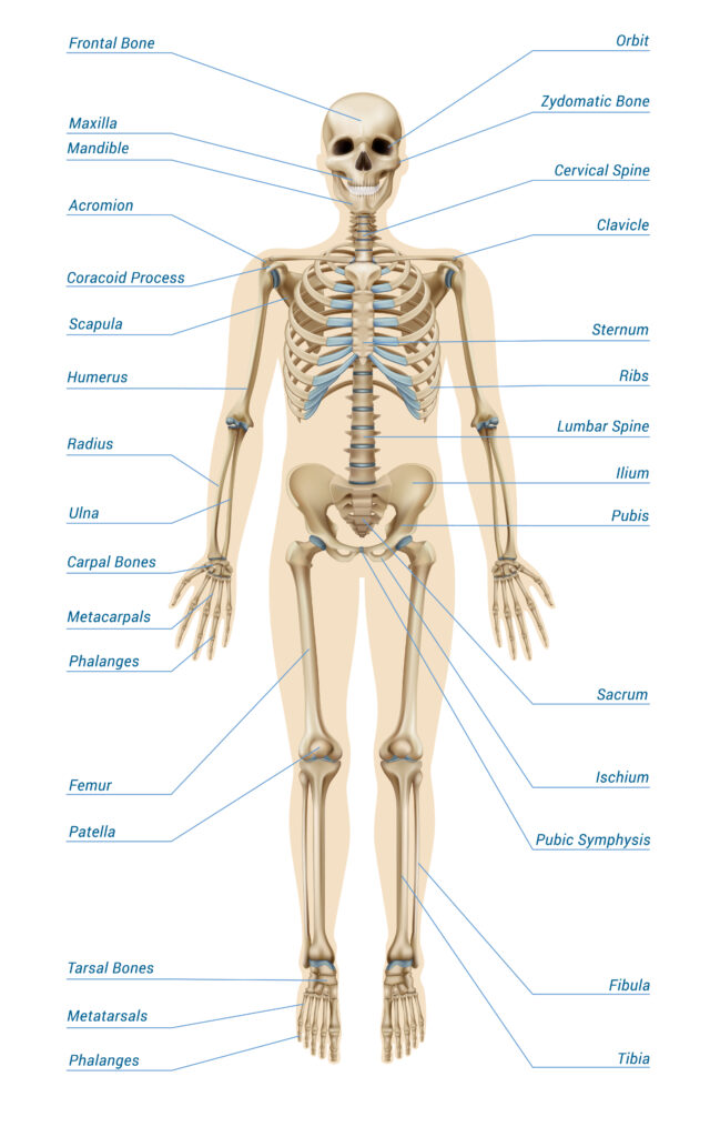 Skeletal System Human skeleton full body