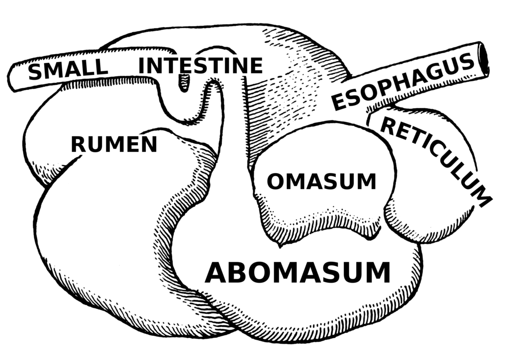 Ruminant stomach