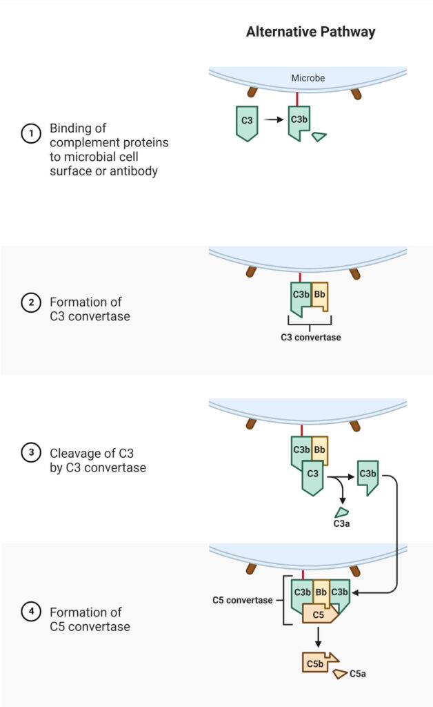 Alternative Pathway complement system