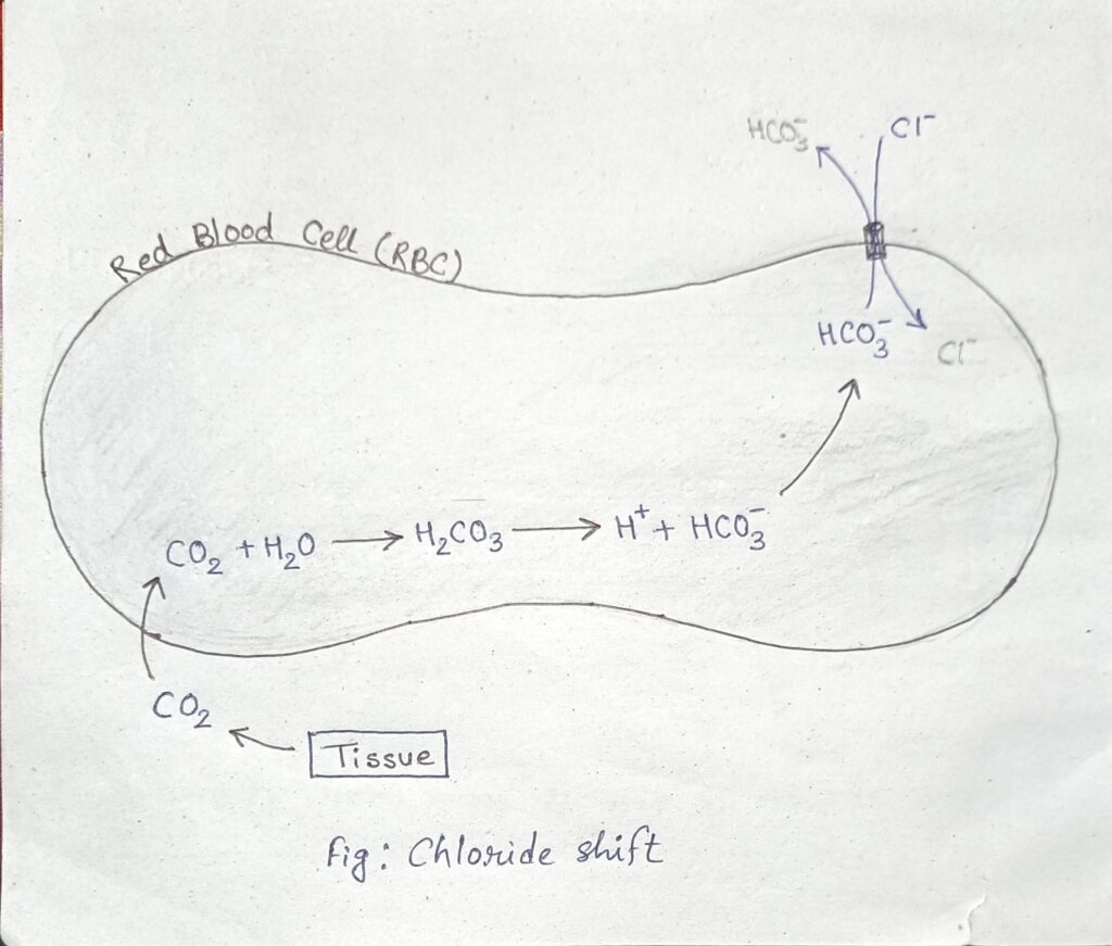 Chloride Shift