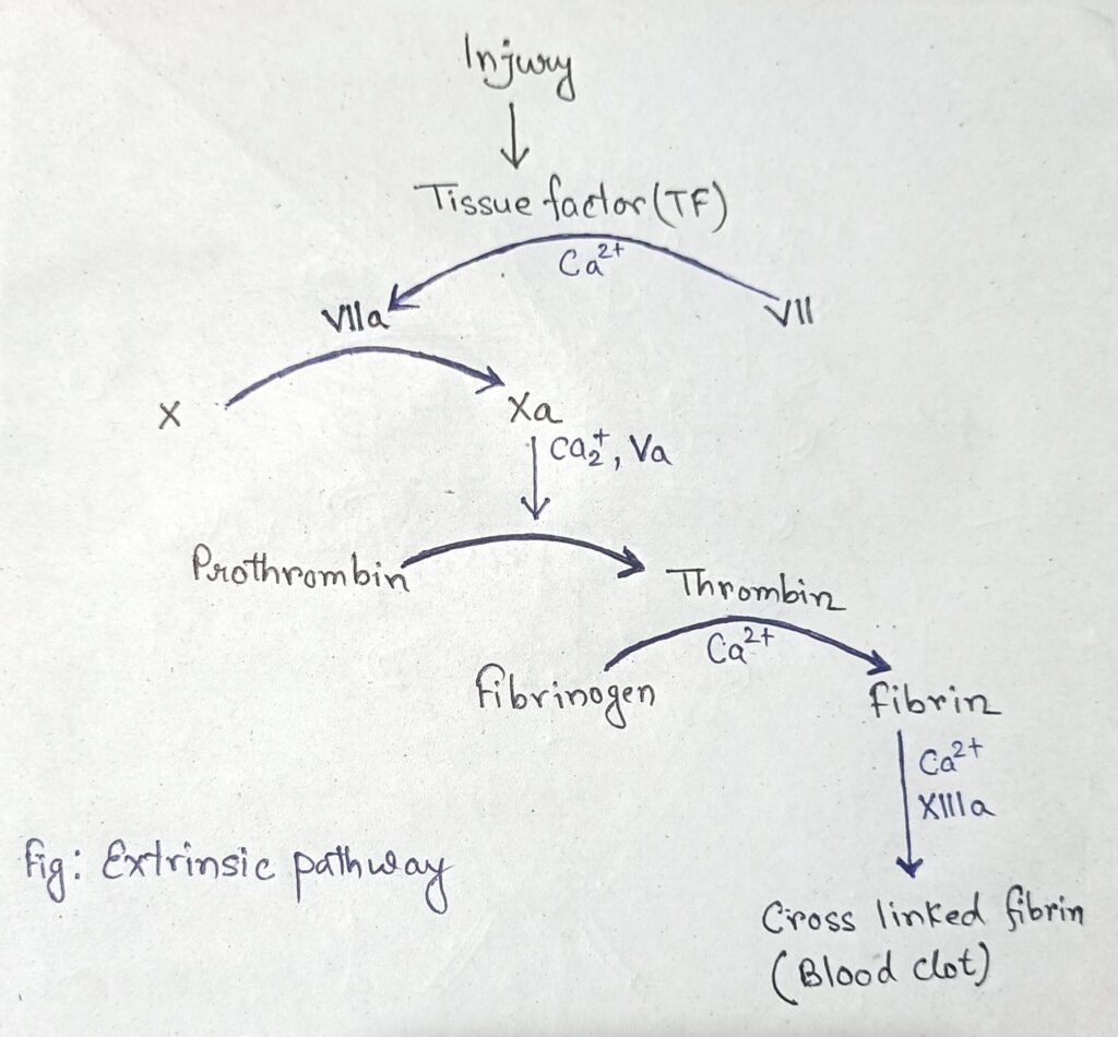 Extrinsic pathway Animal Physiology