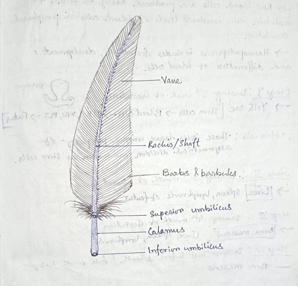 Feather 