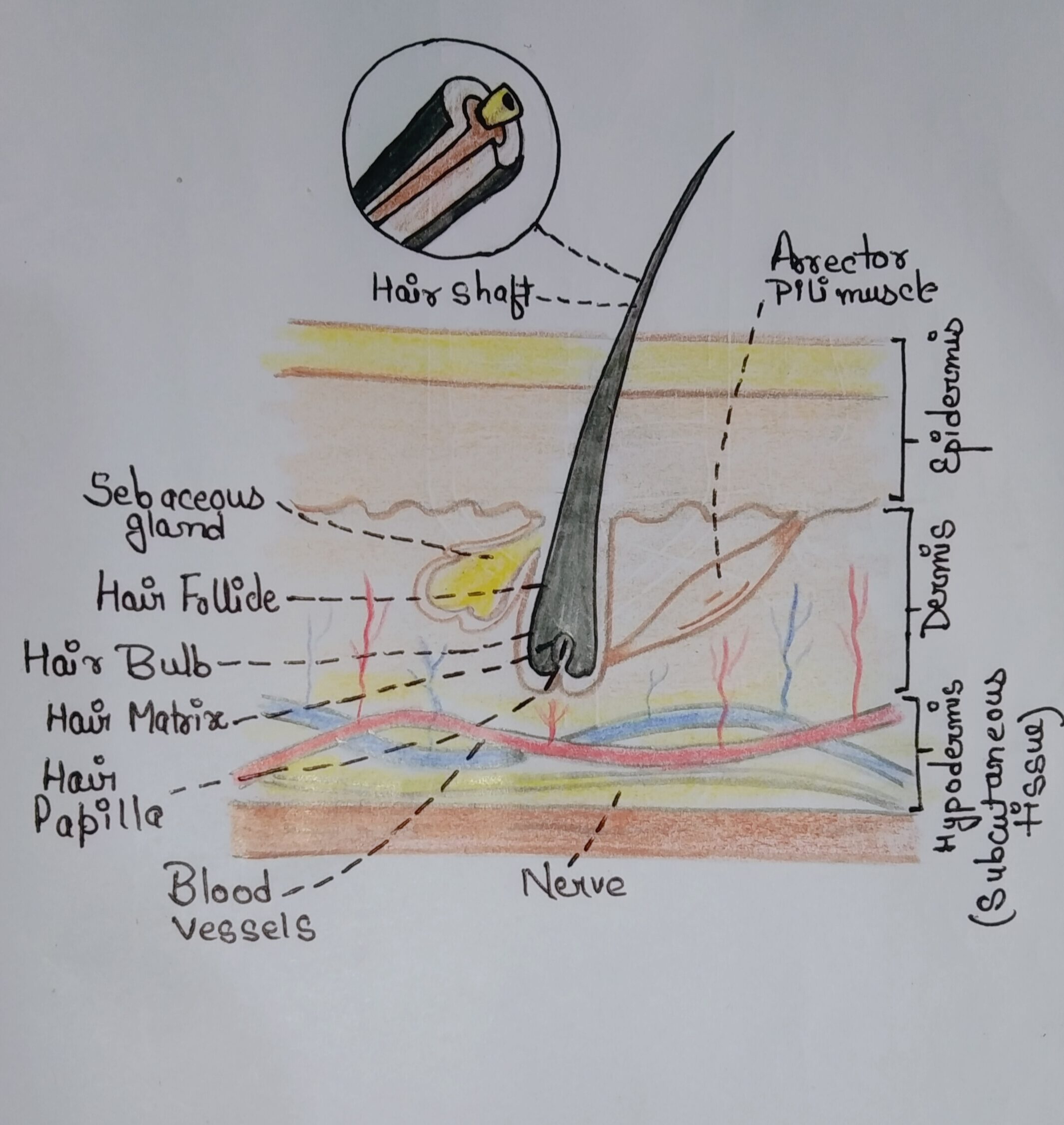 Hair structure Integumentary system