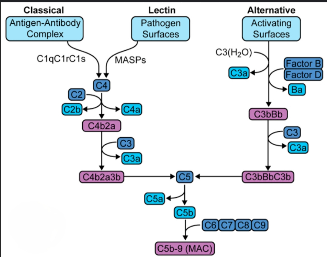 Complement system