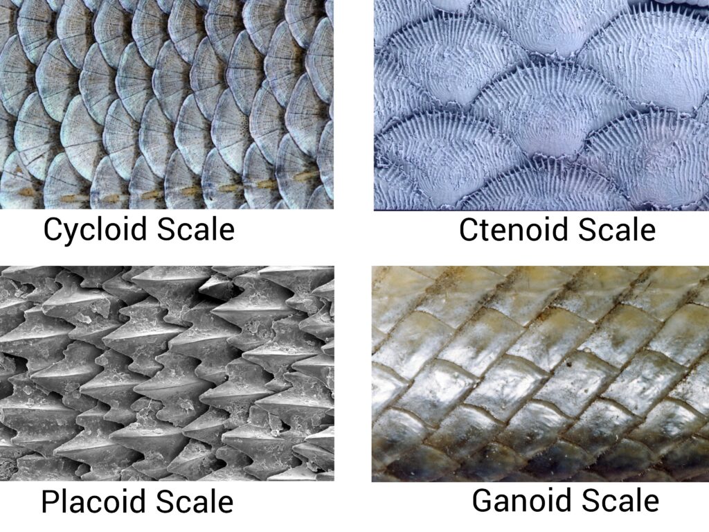 Scales of fish