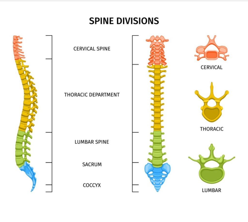 Spine vertebral column 