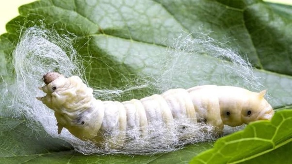 Silkworm sericulture