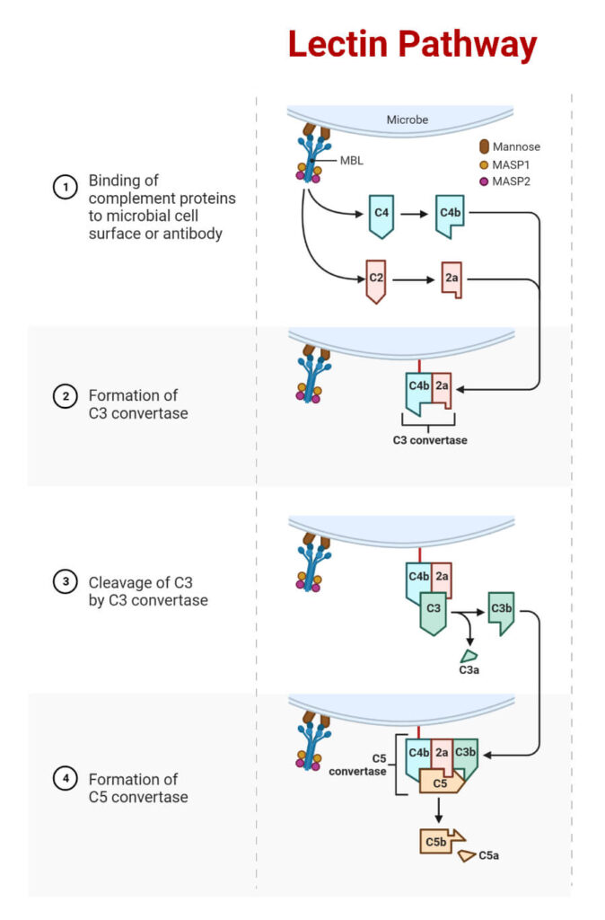 MBL Pathway