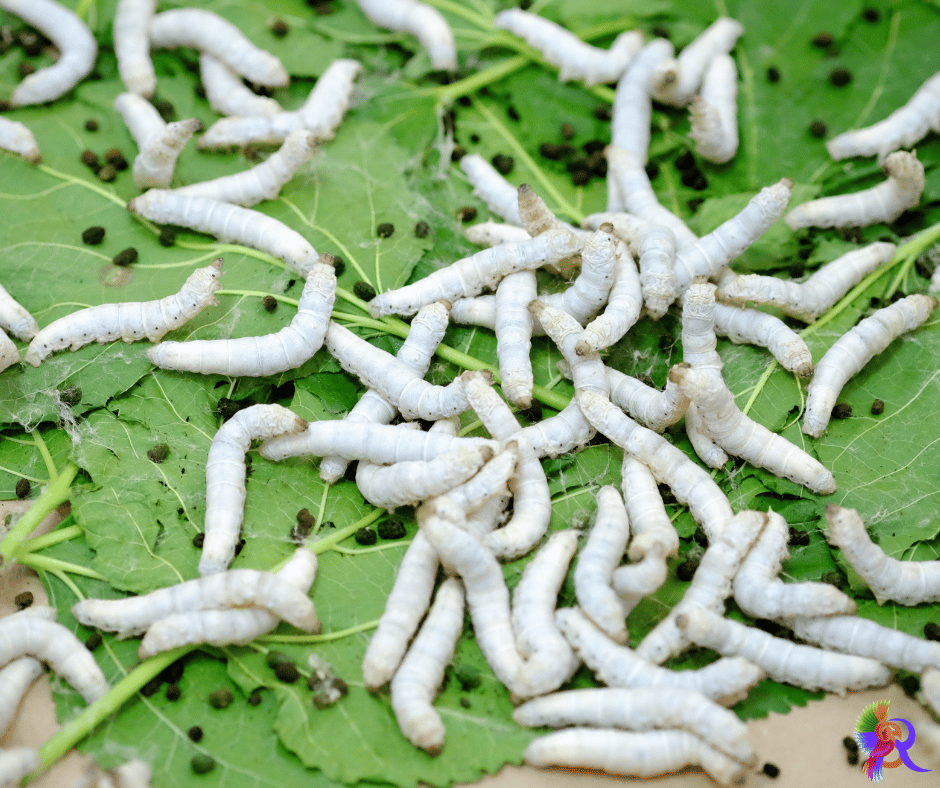 Sericulture silkworm