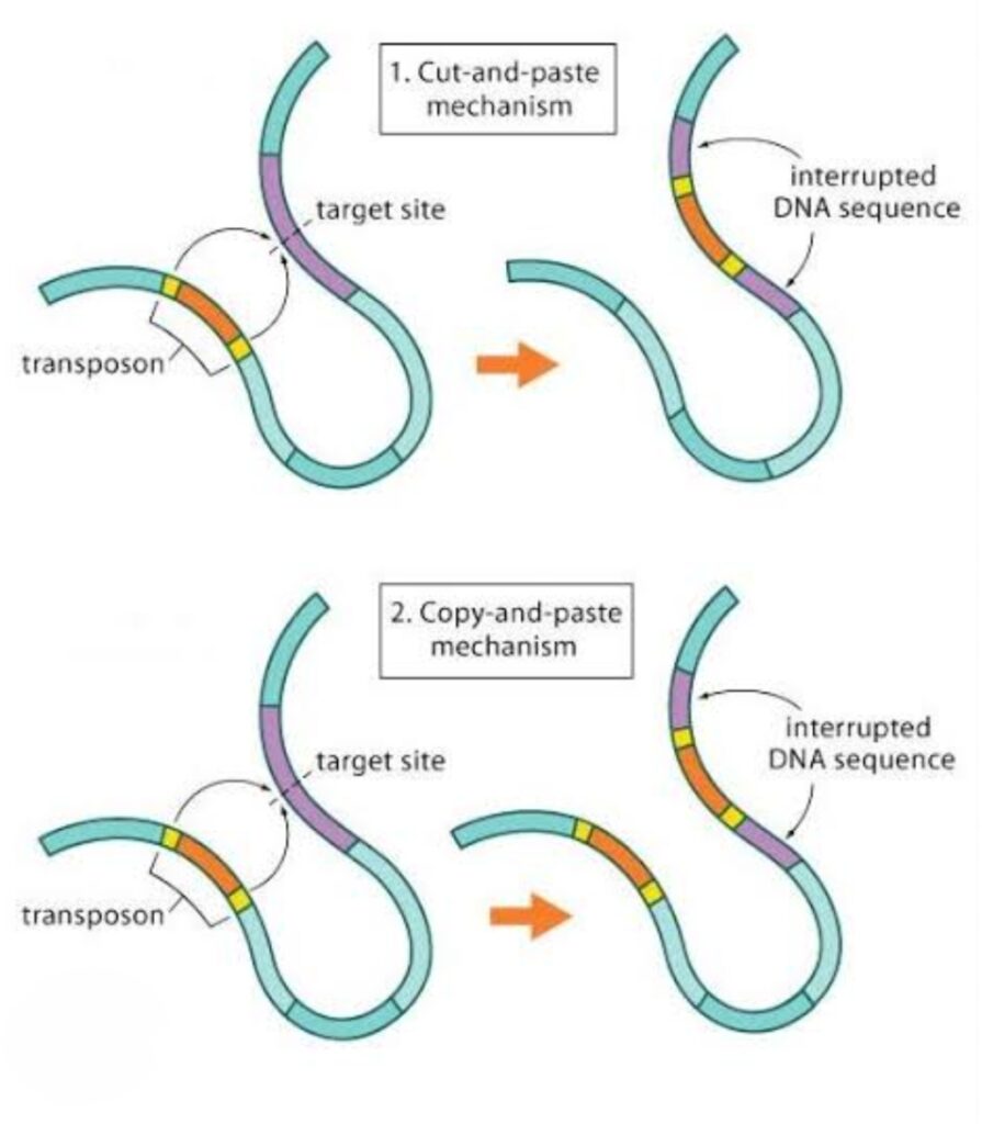 Copy paste cut paste transposons