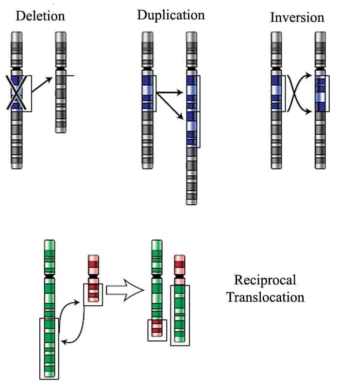 Chromosomal Mutation