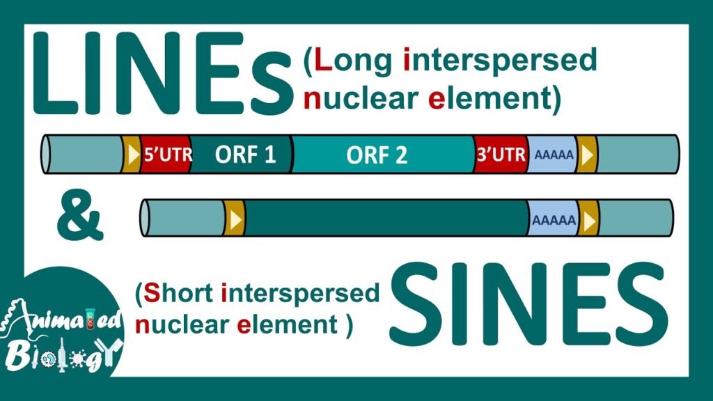 Lines SINEs transposons