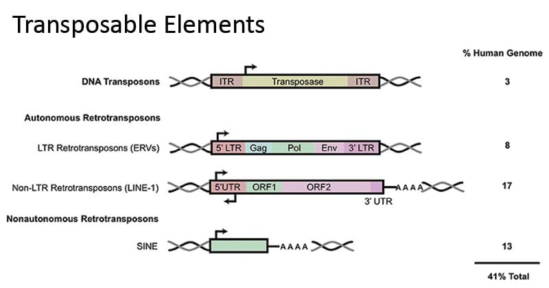 Transposons human transposon