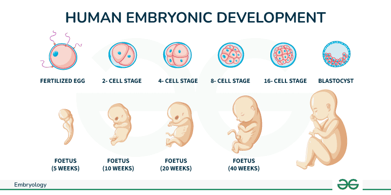 Terms of Developmental Biology