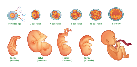 Human embryo