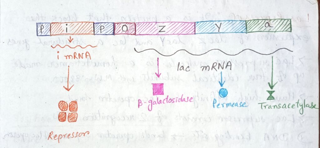 Lac Operon